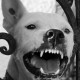 Cane_arrabbiato