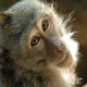 scimmia-macaco