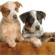 Cuccioli