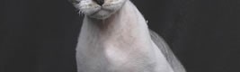 devon_rex