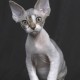 devon_rex
