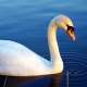 Cigno_34956