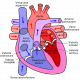 cuore