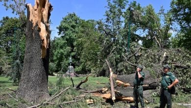 Manufatti artistici dagli alberi caduti