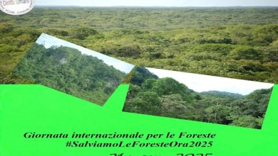 Giornata Internazionale per le Foreste 2025