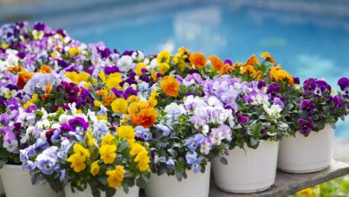 soffio di primavera 2025