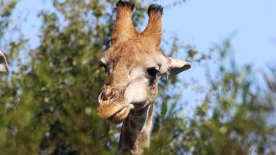 metodologia monitoraggio fauna selvatica