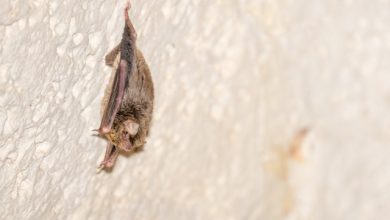 pipistrello africano
