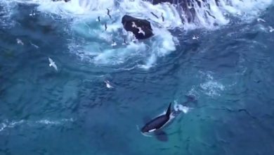 strikers e helpers orca