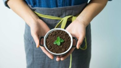 Piano Nazionale Sementi Biologiche PNSB CREA