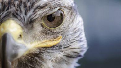 Museo di Storia Naturale mostra Il veleno dopo lo sparo