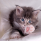 Gattino