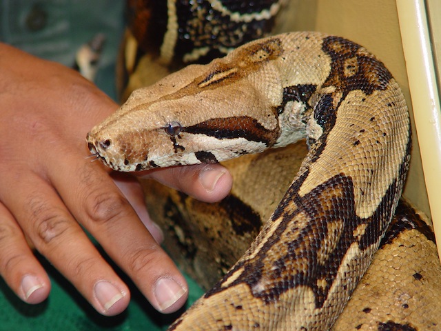 Boa (archivio)