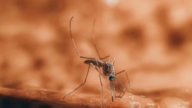 West Nile virus