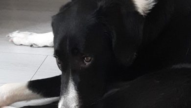Animali contributi a fondo perduto milano