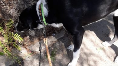 Parchi e aree verdi cani guinzaglio