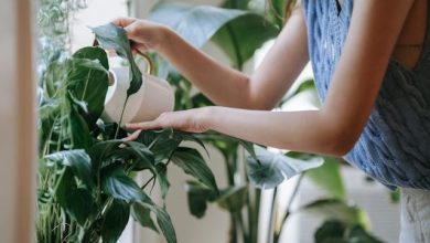 Fascination of Plants Day