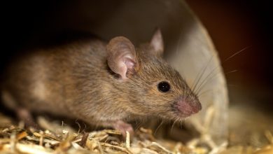 Hantavirus