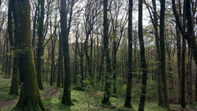 cambiamento climatico foreste europee
