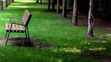 regolamento tutela del verde a milano